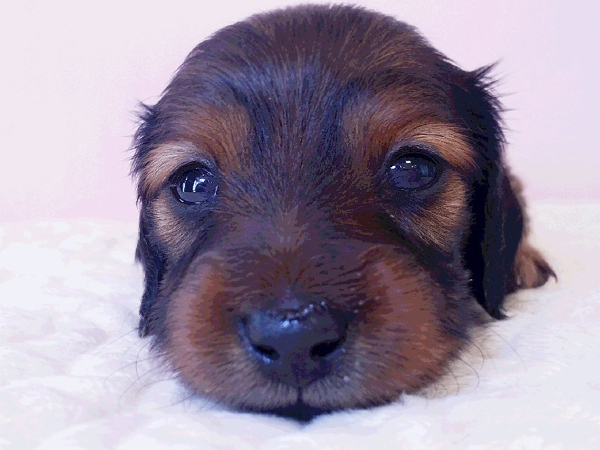 ダックスフンド カニンヘン 亜俐 & ソラの子犬 レッド 女の子① お写真初登場