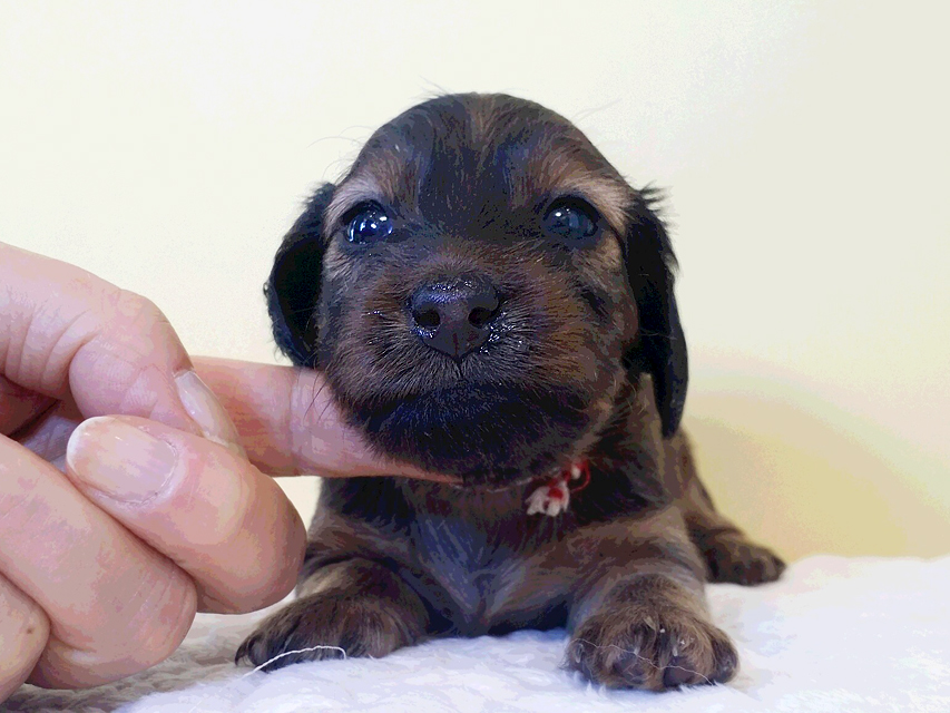 ダックスフンド カニンヘン 亜俐 & ソラの子犬 レッド 女の子② お写真初登場