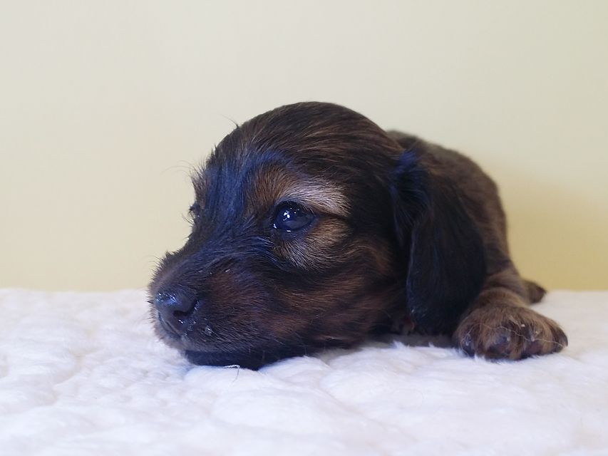 ダックスフンド カニンヘン 亜俐 & ソラの子犬 レッド 女の子② お写真初登場