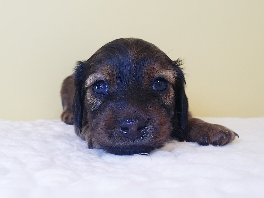 ダックスフンド カニンヘン 亜俐 & ソラの子犬 レッド 女の子② お写真初登場