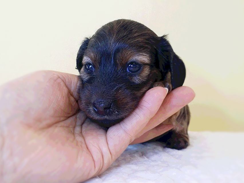 ダックスフンド カニンヘン 亜俐 & ソラの子犬 レッド 女の子② お写真初登場