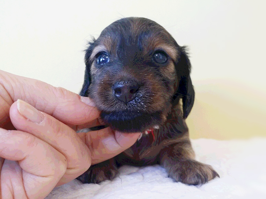 ダックスフンド カニンヘン 亜俐 & ソラの子犬 レッド 女の子② お写真初登場