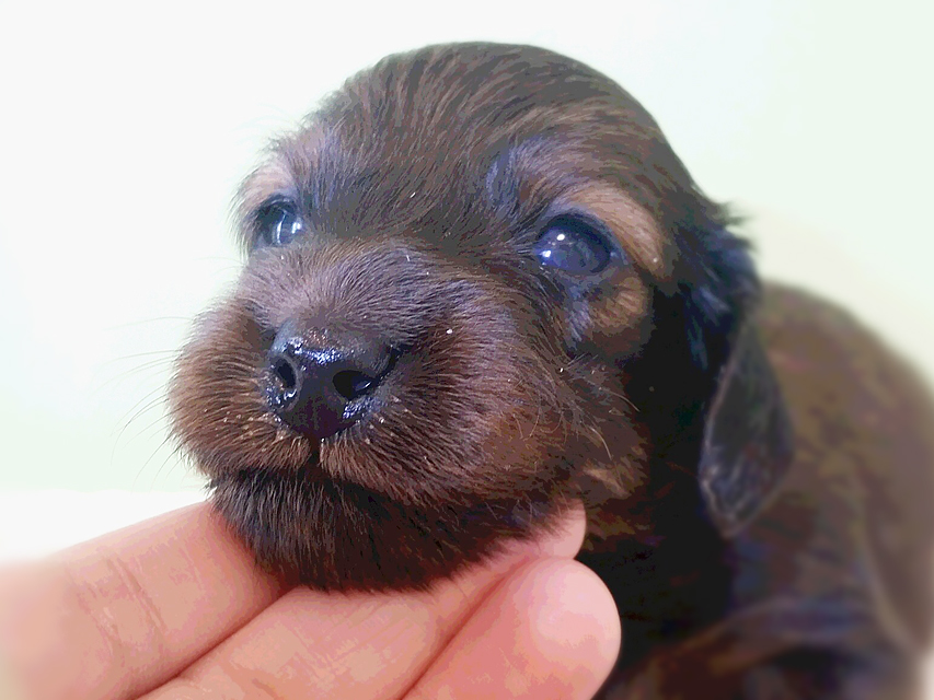 ダックスフンド カニンヘン 亜俐 & ソラの子犬 レッド 男の子 お写真初登場20160211_140322 ダックスフンド カニンヘン 亜俐 & ソラの子犬 レッド 男の子 お写真初登場