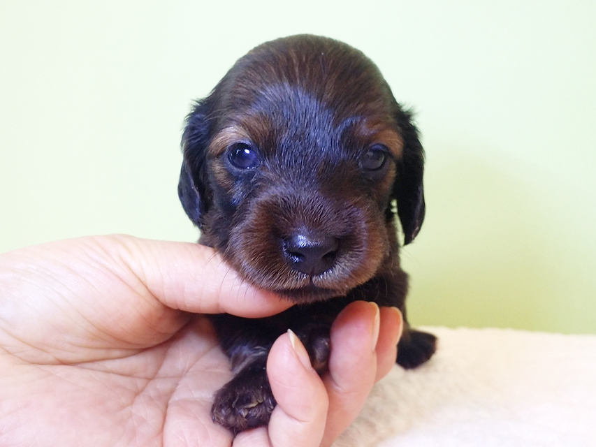 ダックスフンド カニンヘン 亜俐 & ソラの子犬 レッド 男の子 お写真初登場20160211_140550 ダックスフンド カニンヘン 亜俐 & ソラの子犬 レッド 男の子 お写真初登場