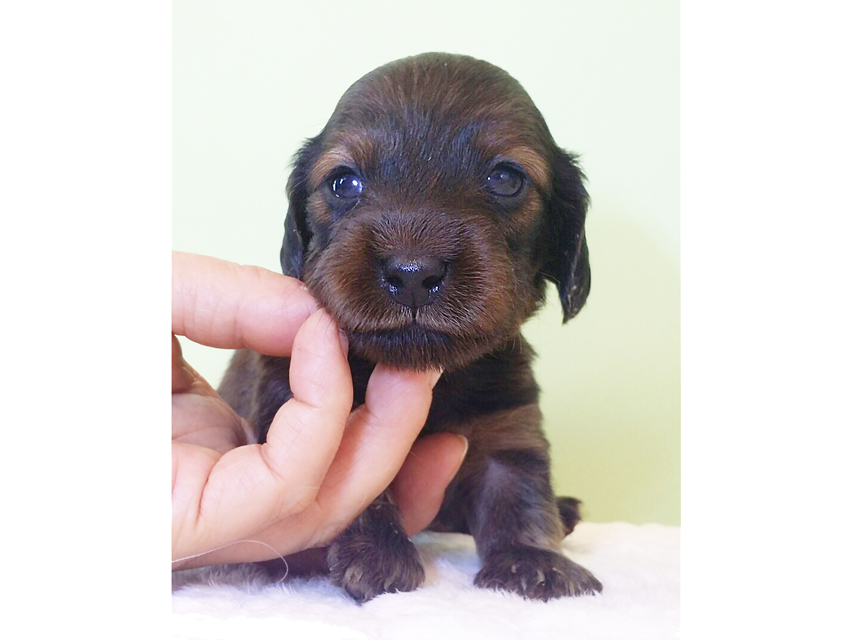 ダックスフンド カニンヘン 亜俐 & ソラの子犬 レッド 男の子 お写真初登場20160211_140855 ダックスフンド カニンヘン 亜俐 & ソラの子犬 レッド 男の子 お写真初登場