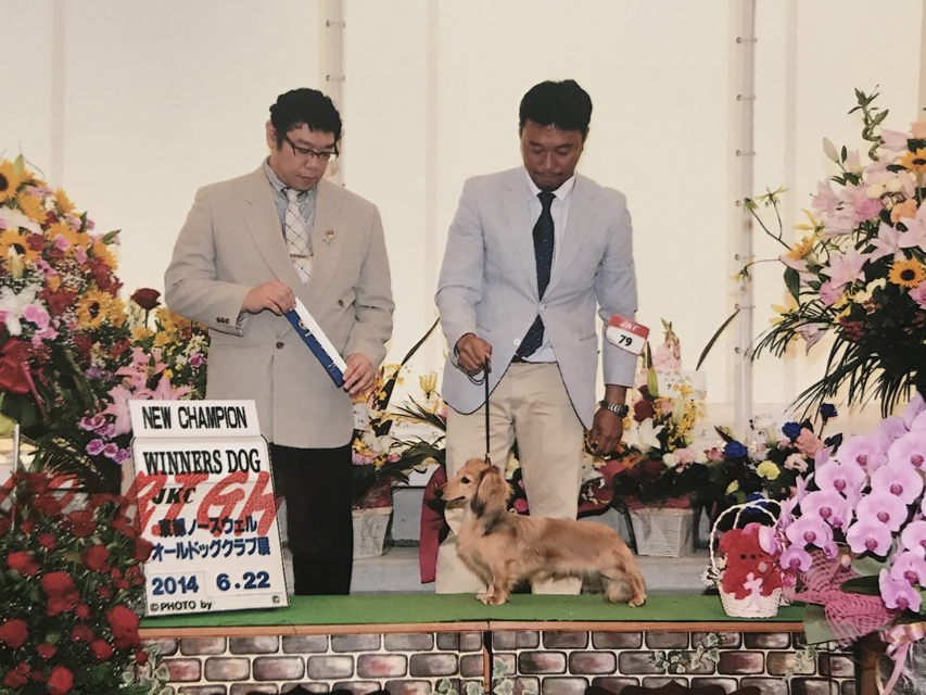カニンヘンダックスフンド ロングヘアード アン.mh JKCチャンピオン2017-06-11 12.55.55 カニンヘンダックスフンド ロングヘアード アン.mh JKCチャンピオン
