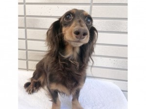 チョコ.mh カニンヘン ダックスフンド ロングヘアード チョコタン チョコ.mh カニンヘン ダックスフンド ロングヘアード チョコタン