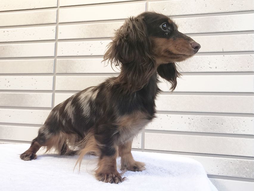 ダックスフンド カニンヘン ゴマ.mh