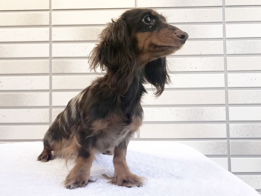 ダックスフンド カニンヘン ゴマ.mh