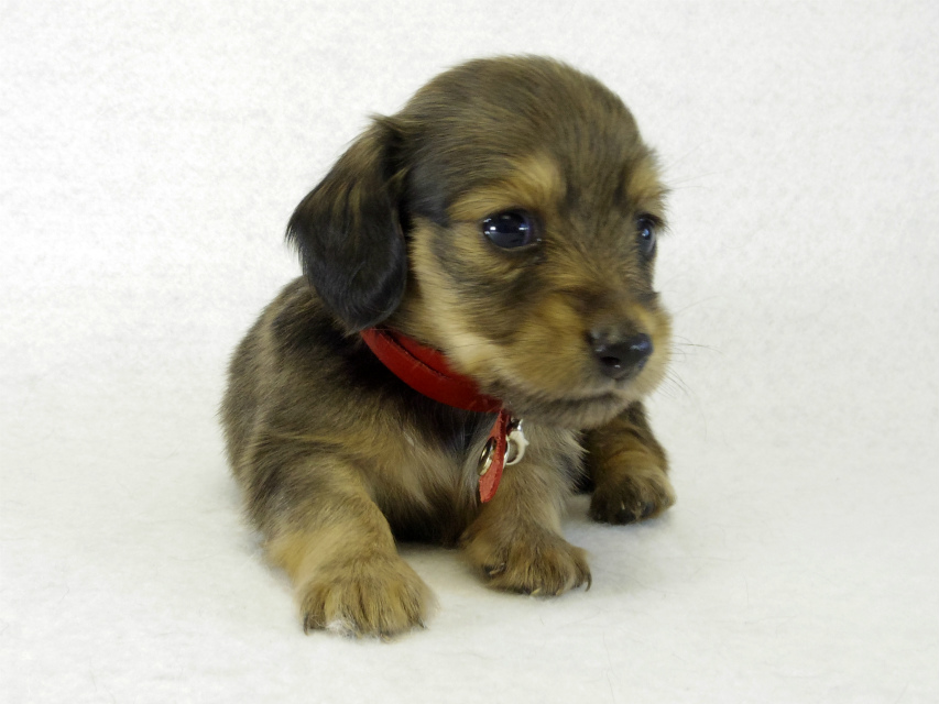 カニヘンダックス 子犬 シェーデットクリーム 女の子 カニヘンダックス 子犬 シェーデットクリーム 女の子