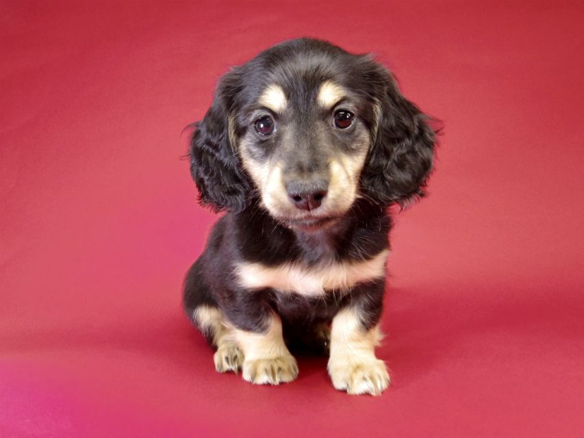 カニンヘン ダックスフンド ブラック＆クリーム男の子