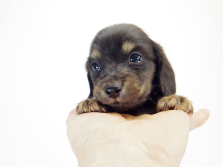 ダックスフンド ソルト & MONKEY D. LUFFYのの子犬 ブラッククリーム 男の子