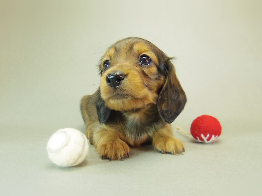 ダックスフンド ゆず & ジムダンディの子犬 シェーデットレッド 女の子