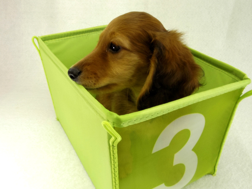 カニヘンダックス　子犬　シェーデットレット男の子