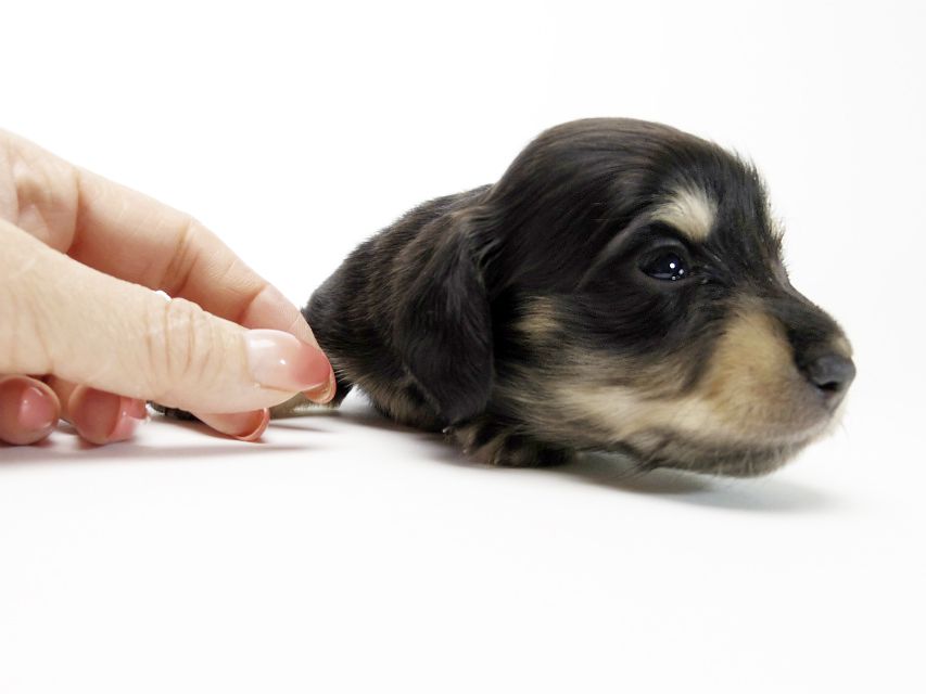 カニンヘン ダックスフンド 子犬 ブラッククリーム 女の子 カニンヘン ダックスフンド 子犬 ブラッククリーム 女の子