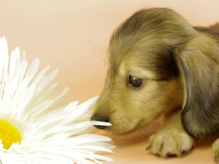 カニンヘンダックス　子犬　シェーデットクリーム男の子