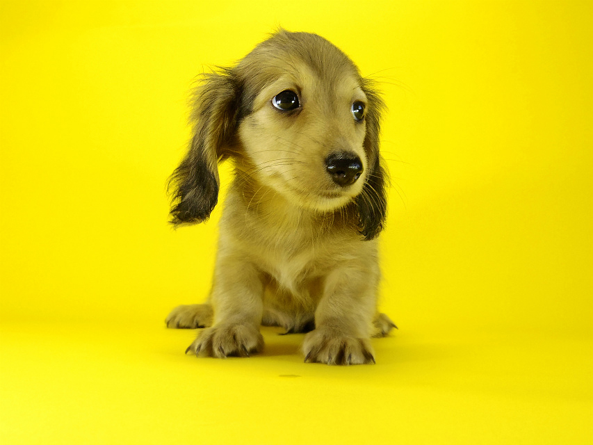 カニヘンダックス 子犬 シェーデットクリーム男の子 カニヘンダックス 子犬 シェーデットクリーム男の子