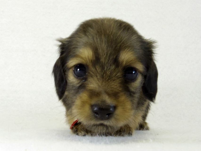 カニヘンダックス 子犬 シェーデットクリーム 女の子 カニヘンダックス 子犬 シェーデットクリーム 女の子