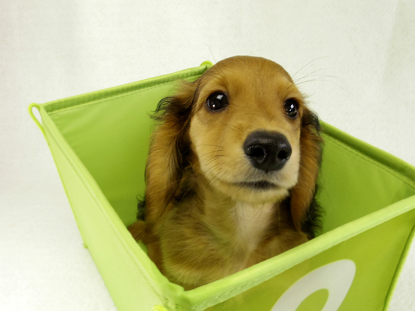 カニヘンダックス　子犬　シェーデットレット男の子