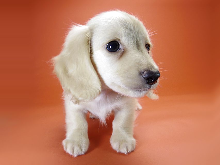 カニンヘン サリーTi & クッキーの赤ちゃん ピュアクリーム 男の子②