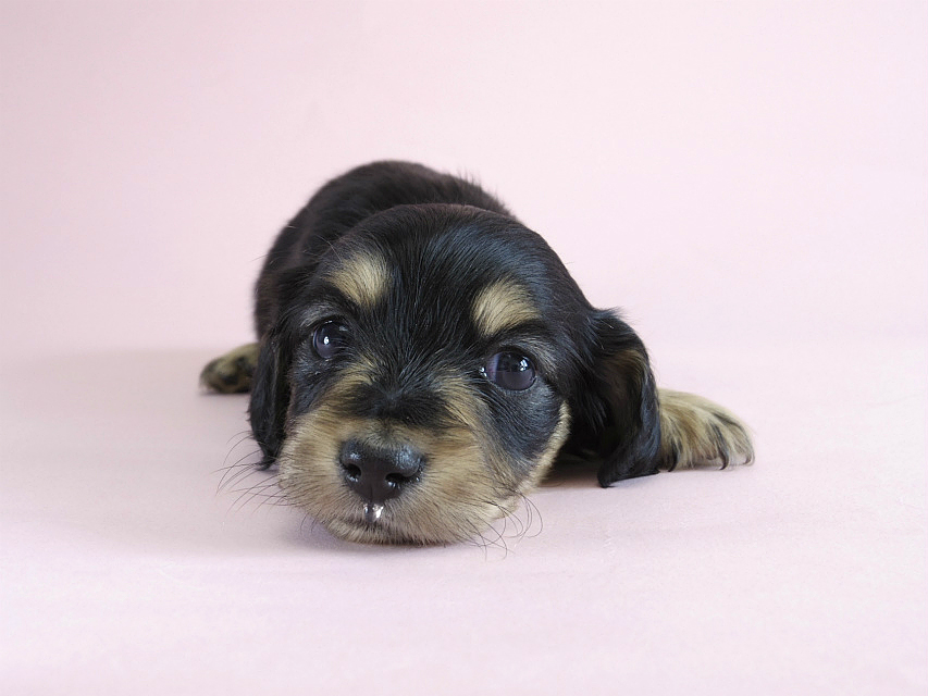 カニヘン　子犬　ブラクリ　女の子