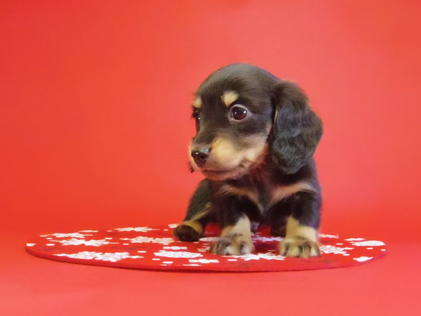 ダックスフンド 黒豆＆アサヒの赤ちゃん カニンヘン ブラクリ 男の子