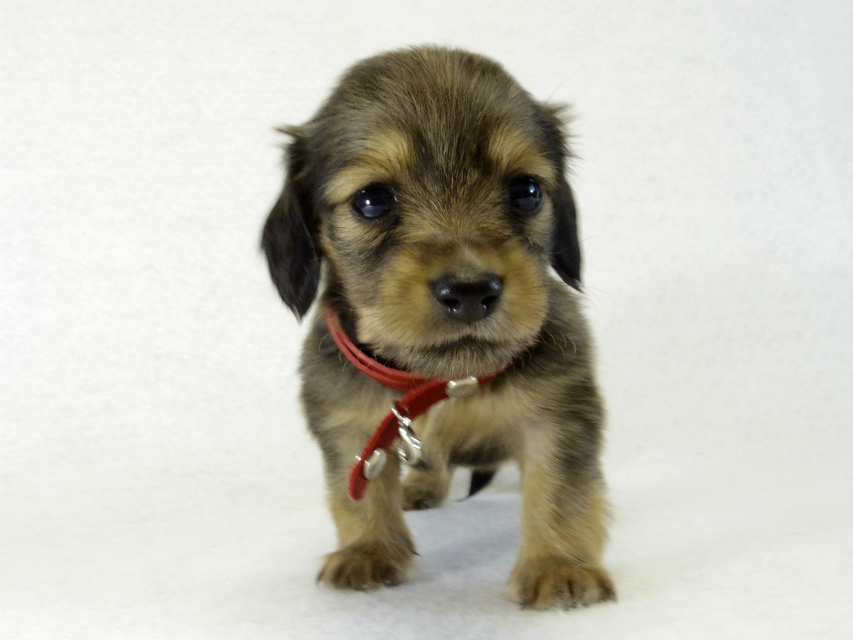 カニヘンダックス 子犬 シェーデットクリーム 女の子 カニヘンダックス 子犬 シェーデットクリーム 女の子