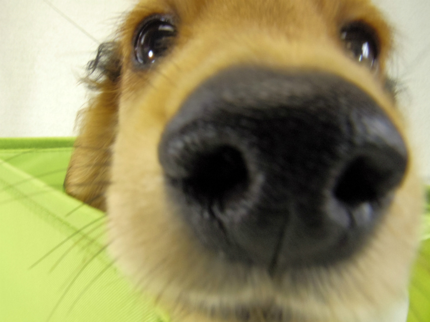 カニヘンダックス　子犬　シェーデットレット男の子