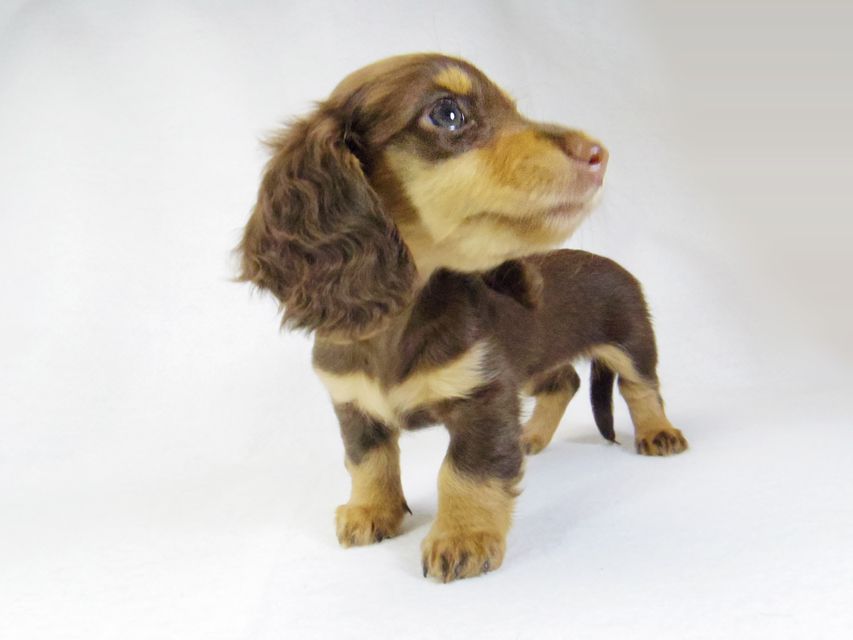 ダックスフンド ルル.hb & セブンの子犬 チョコタン 女の子