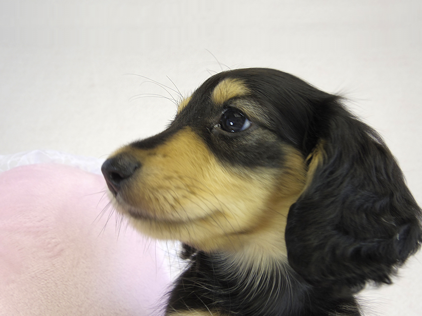 カニヘン　子犬　ブラクリ女の子
