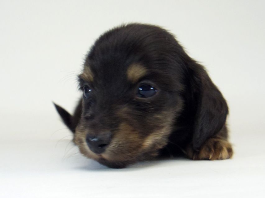 ダックスフンド ソルト & MONKEY D. LUFFYのの子犬 ブラッククリーム 男の子