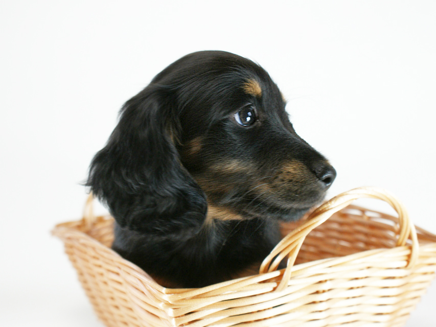 カニヘン 子犬 ブラックタン男の子 カニヘン 子犬 ブラックタン男の子