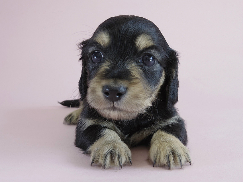 カニヘン　子犬　ブラクリ　女の子