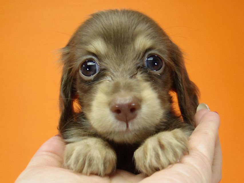 ダックスフンド ハッピーベル & 武蔵の子犬 チョコクリーム 女の子