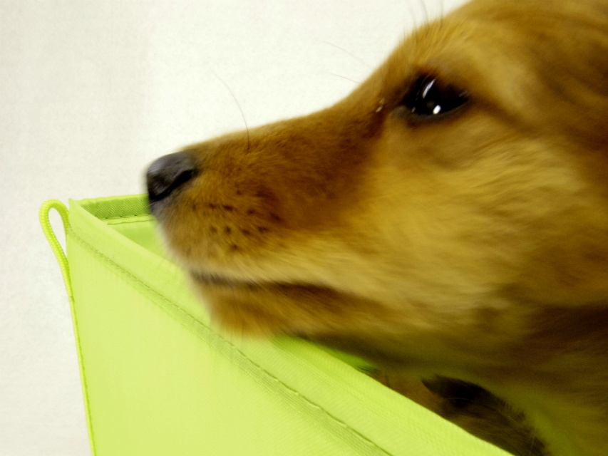 カニヘンダックス　子犬　シェーデットレット男の子