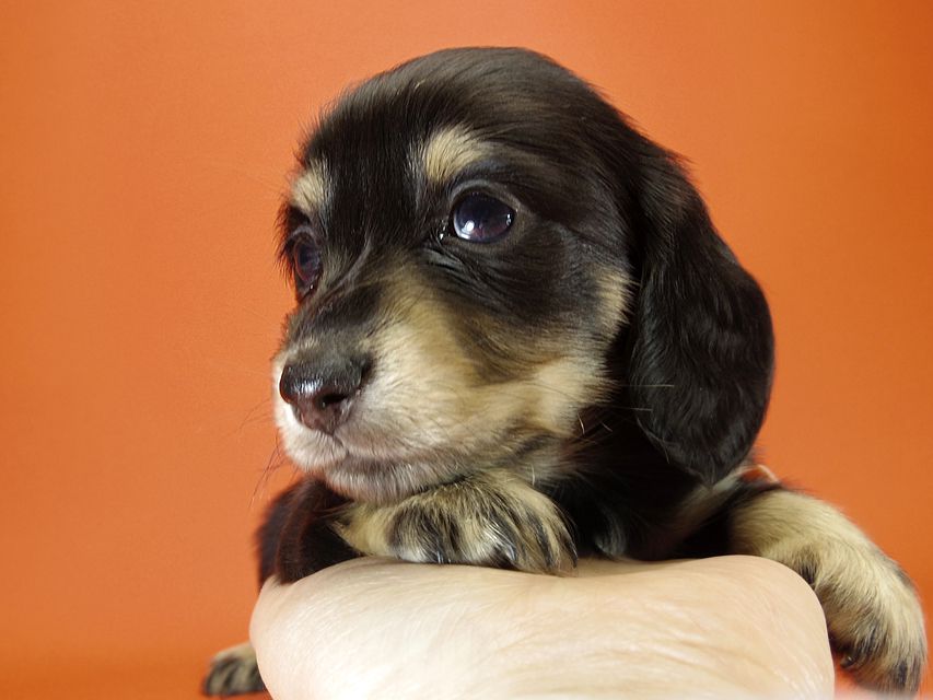 カニンヘン ダックスフンド 月子の赤ちゃん ブラック＆クリーム 女の子①