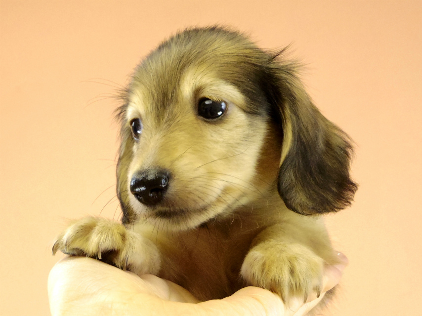 カニンヘンダックス　子犬　シェーデットクリーム男の子