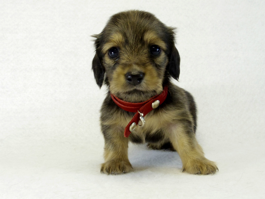 カニヘンダックス 子犬 シェーデットクリーム 女の子 カニヘンダックス 子犬 シェーデットクリーム 女の子