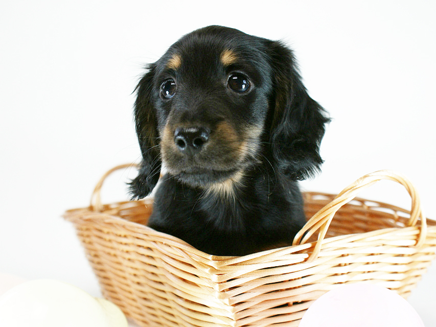 カニヘン 子犬 ブラックタン男の子 カニヘン 子犬 ブラックタン男の子