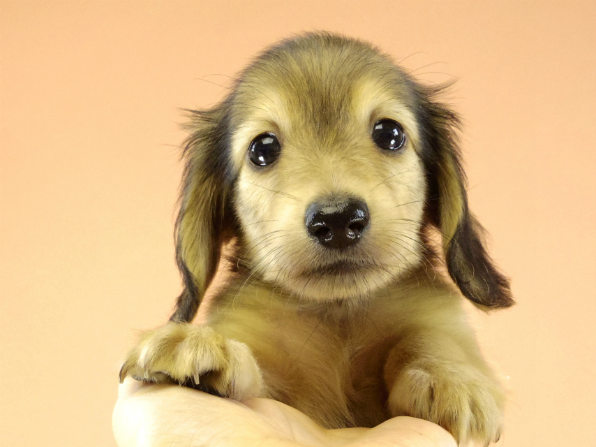 カニンヘンダックス　子犬　シェーデットクリーム男の子