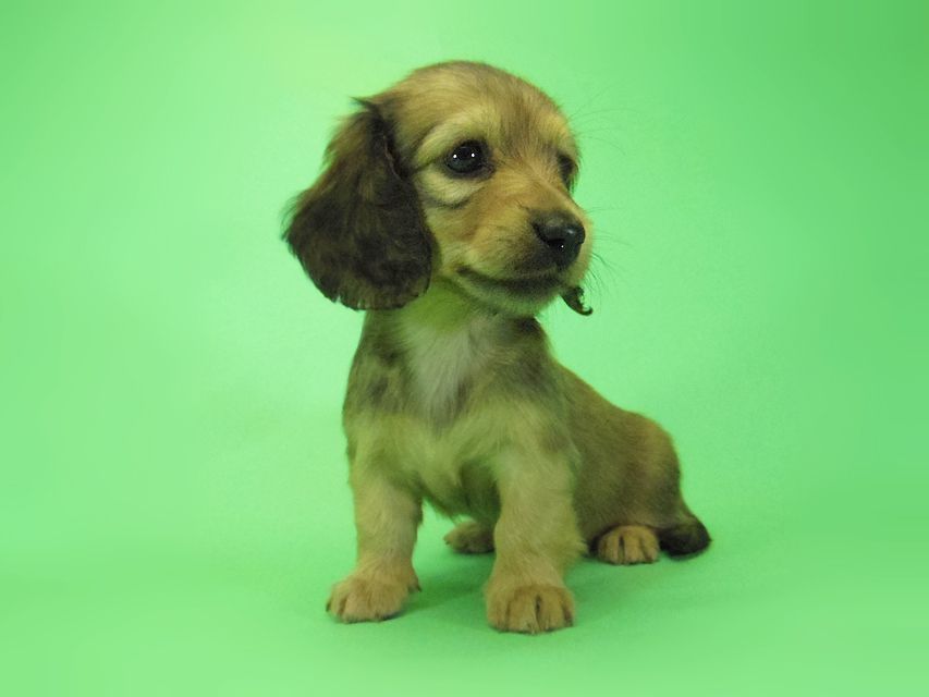 ダックスフンド アンジュ & ジムダンディーの子犬 シェーデットクリーム 女の子②