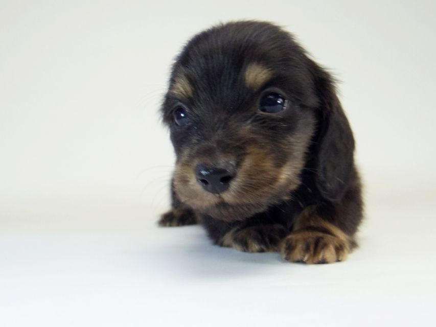 ダックスフンド ソルト & MONKEY D. LUFFYのの子犬 ブラッククリーム 男の子