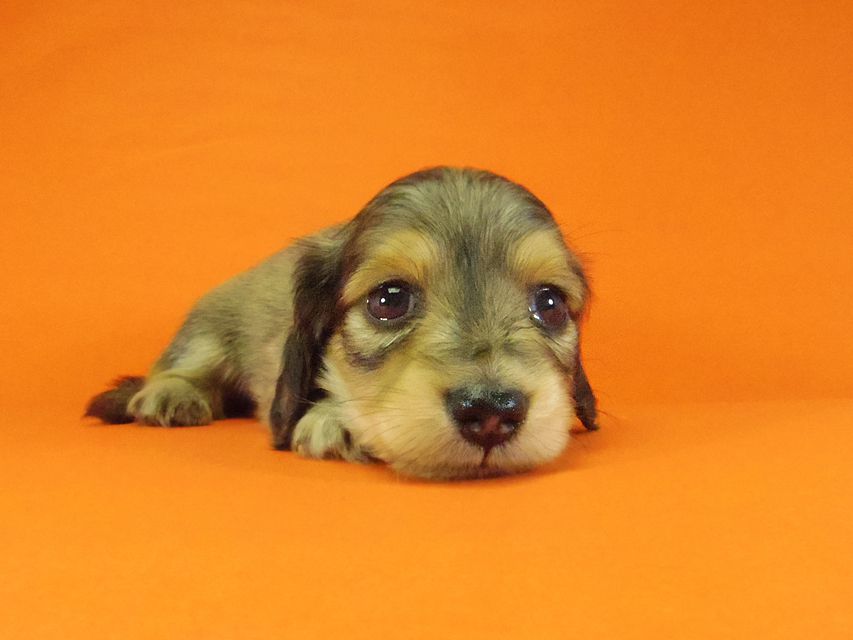 ダックスフンド グリム & オスカルの子犬 シェーデットクリーム 男の子212 ダックスフンド グリム & オスカルの子犬 シェーデットクリーム 男の子