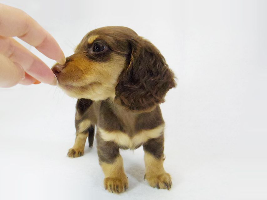 ダックスフンド ルル.hb & セブンの子犬 チョコタン 女の子
