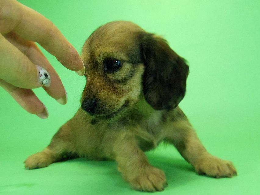 ダックスフンド アンジュ & ジムダンディーの子犬 シェーデットクリーム 女の子②