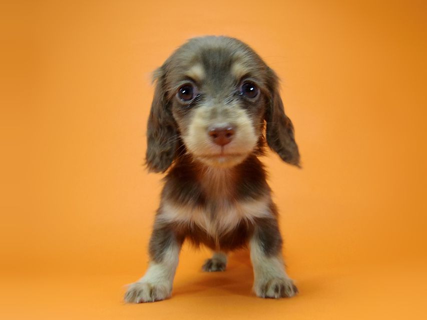 ダックスフンド ハッピーベル & 武蔵の子犬 チョコクリーム 女の子