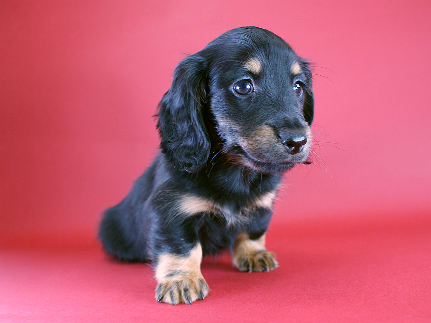 カニヘン　子犬　ブラタン女の子