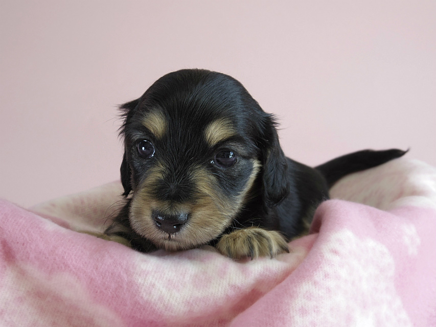 カニヘン　子犬　ブラクリ　女の子