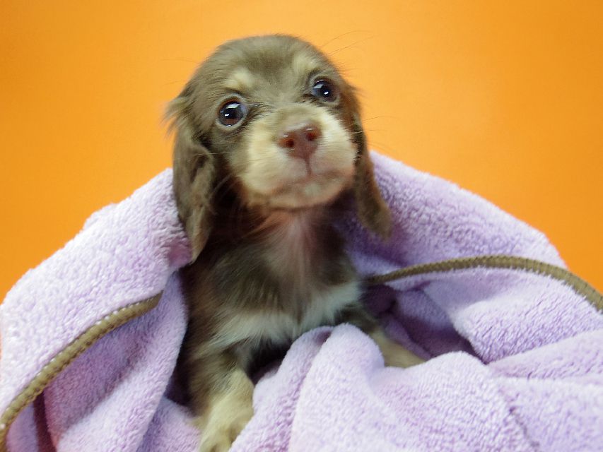 ダックスフンド ハッピーベル & 武蔵の子犬 チョコクリーム 女の子