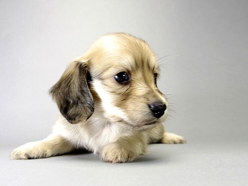 カニンヘン ダックスフンド 子犬 シェーデットクリーム 男の子 カニンヘン ダックスフンド 子犬 シェーデットクリーム 男の子